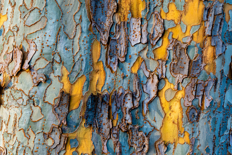 Wood texture and background of a sycamore tree