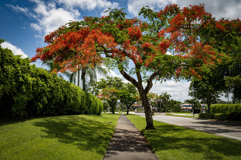 View Of Flowering Plants In Park