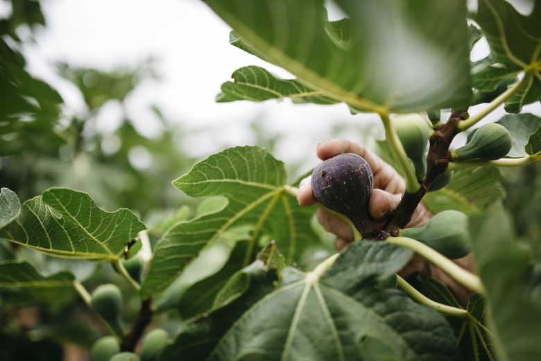 Man's hand picking fig from tree