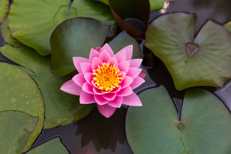 A close-up of of a lotus water lily in a pond.