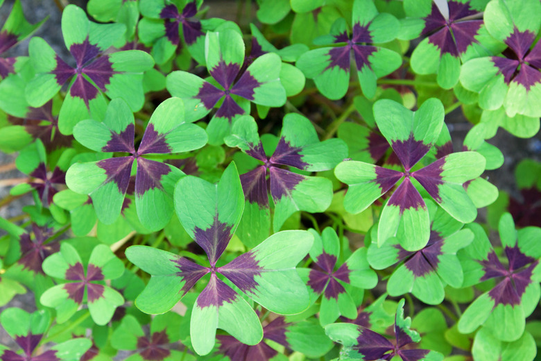 Leaves of an iron cross shamrock (Oxalis Deppei) plant in the summer in the U.K.