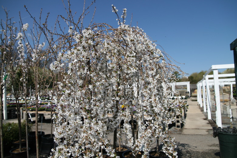 A Snow Fountains cherry tree (Prunus x subhirtella 'Snozofam' Snow Fountains®) growing at a nursery in Maryland.