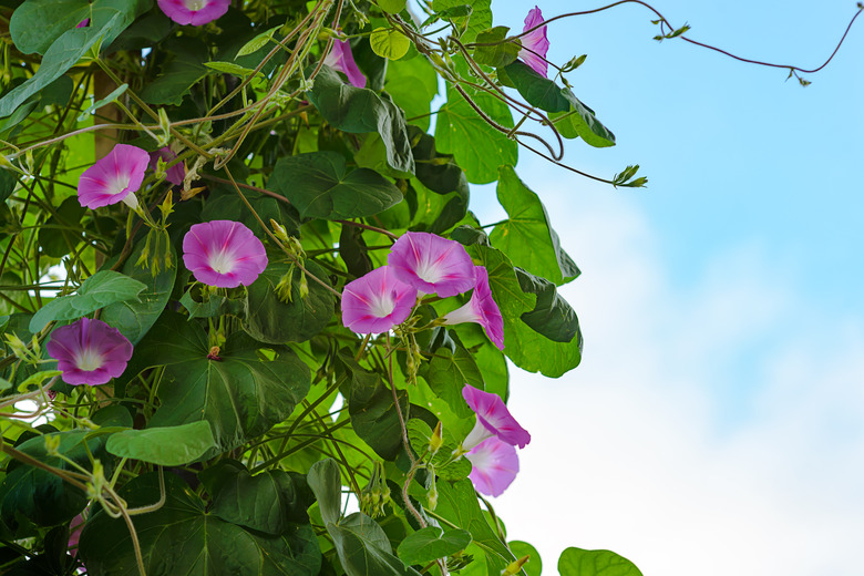 Bindweed Of Morning Glory. A climbing flower Lit by the morning sun