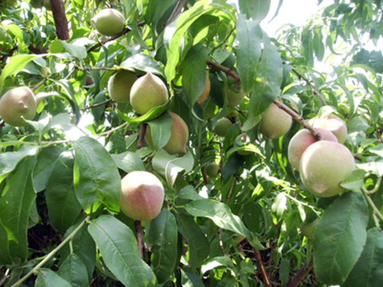 A handful of not quite ripe peaches still growing on the branches.