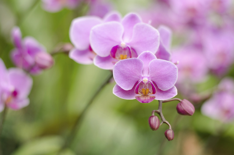 Pink orchid flower (Warin Falanenopsis)