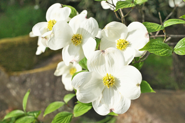 A close-up of some flowers from a flowering dogwood (Cornus florida) tree.