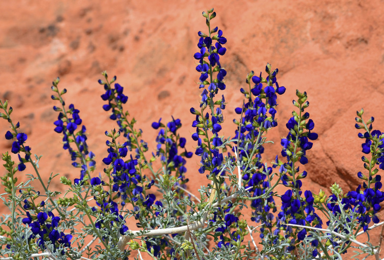 Desert Blue Sage Flowers