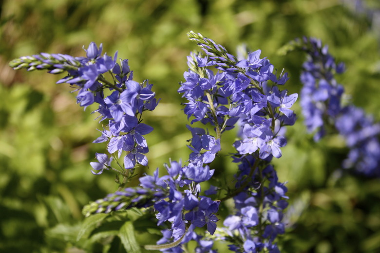 Purple sage