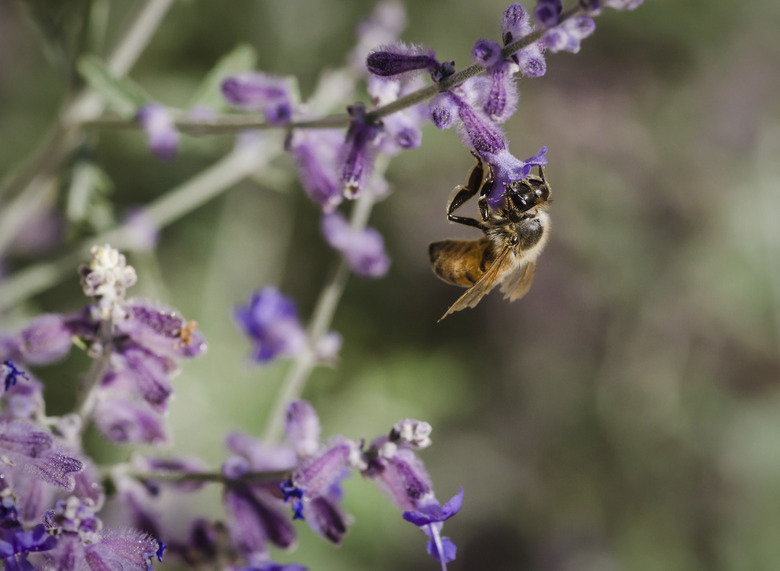 Bee on Desert Sage 2