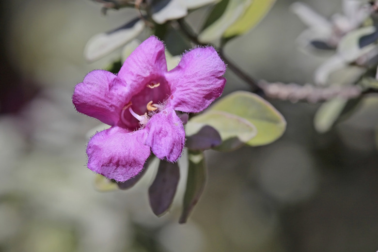 Purple Sage Bloom