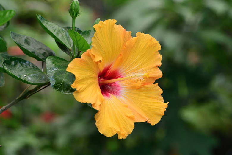 A close-up of a yellow hibiscus flower.