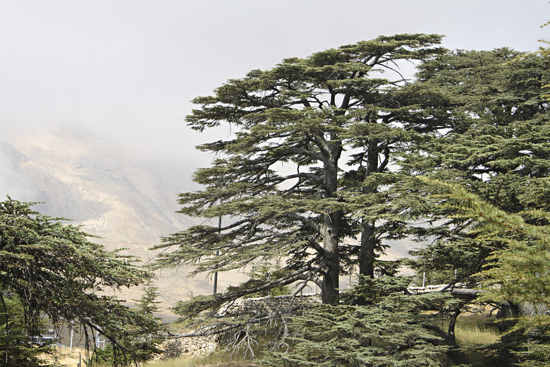 Cedar Forest of Lebanon