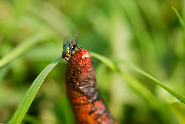 green bottle fly on Stinkhorn mushroom