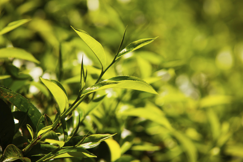 Green leaves of tea in Sri Lanka closeup