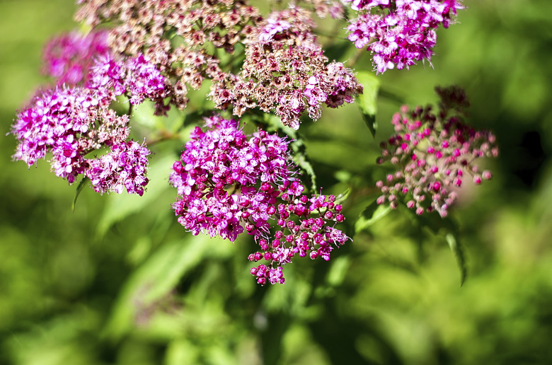 Japanese spirea bush in bloom