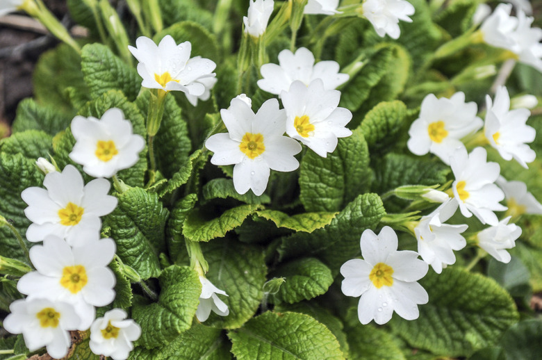 Primroses