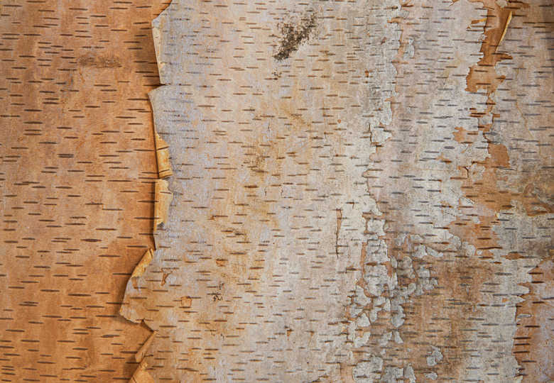 Birch tree bark texture background