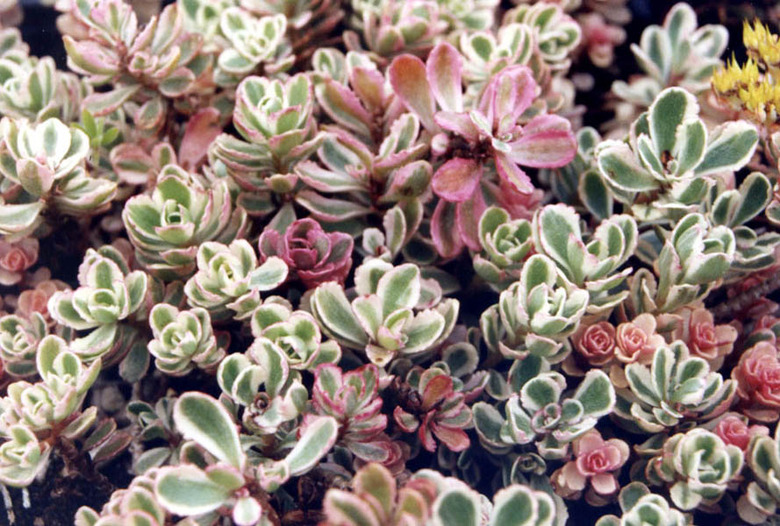 A close-up of some lovely Tricolor Caucasian stonecrop (Sedum spurium 'Tricolor').