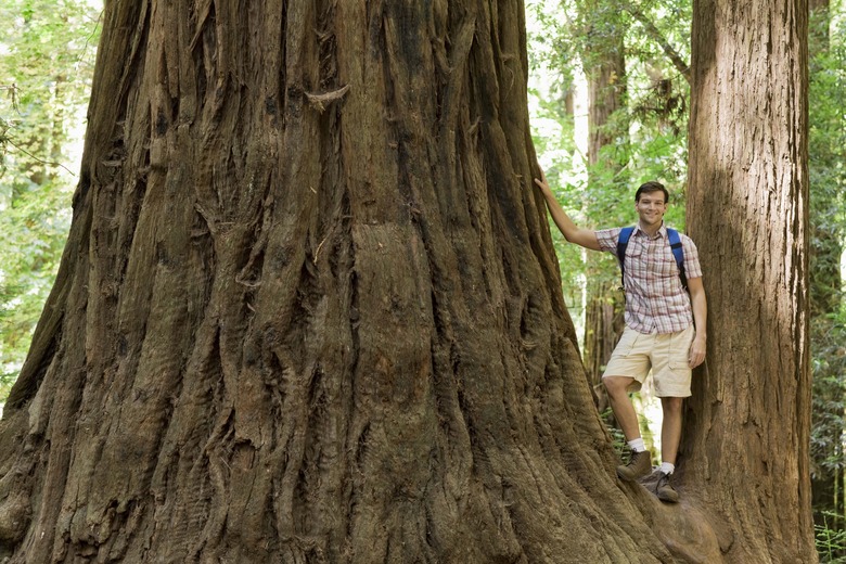 Man standing by trunk of redwood tree, Felton, California