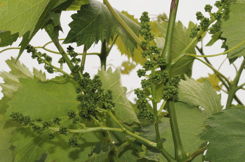 Green grapes on vineyard, Hyogo Prefecture, Honshu, Japan