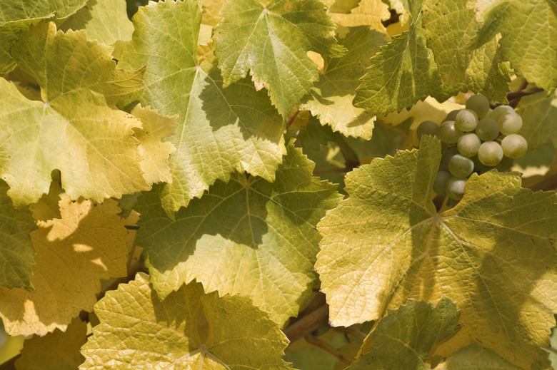 USA, Oregon, Willamette Valley, Close-up of grapes with leaves on branch