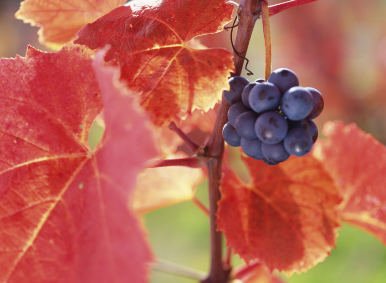 Close-up of grapes and red vineyard leaves. Hokkaido, Japan