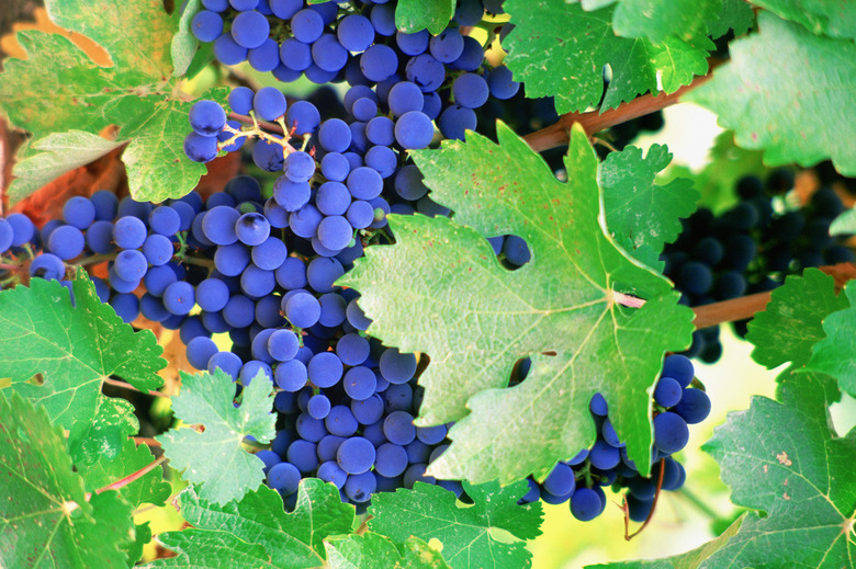 USA, California, Napa Valley, Close-up of grape wines