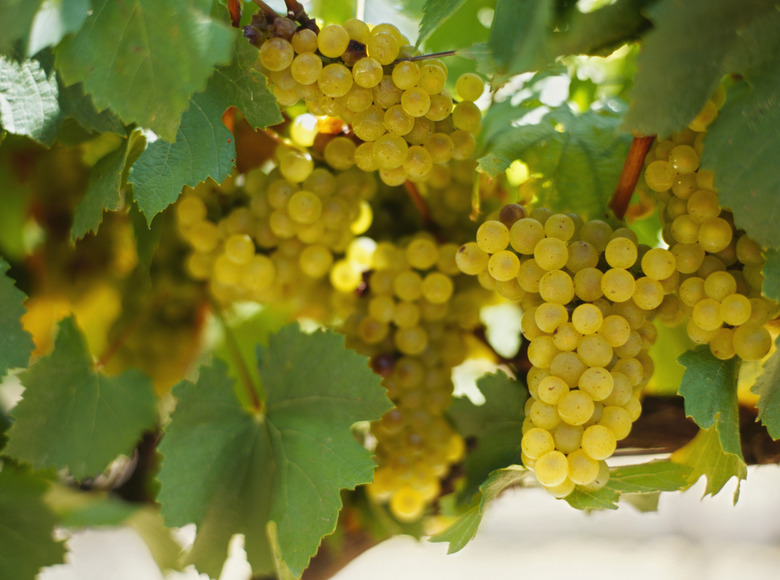 close-up of a bunch of grapes in a vineyard