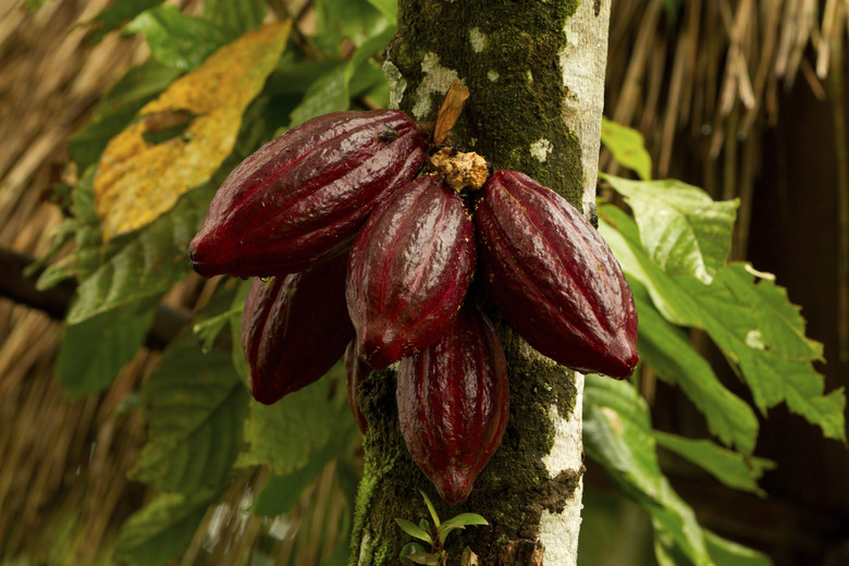 Cocoa fruit 1