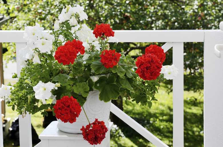 geranium flowers in white pot