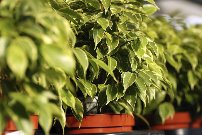 Ficus Benjamina plants in garden center