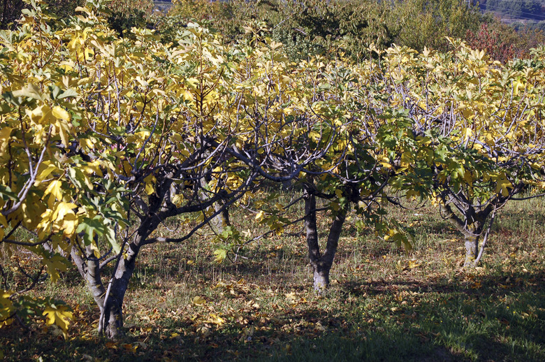 Fig trees