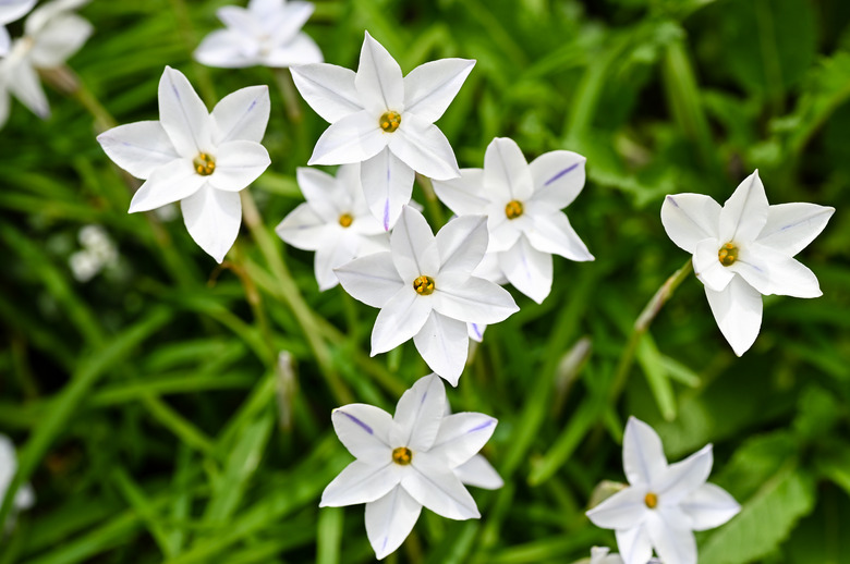 Spring starflowers