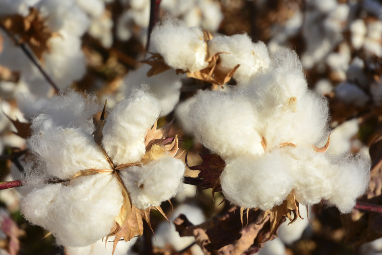 Cotton Plant