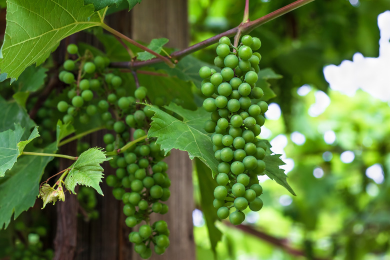 Unripe green grapes on vine in summer.