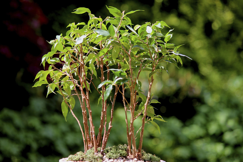 Weeping fig bonsai tree group (ficus benjamina natasja), no pot