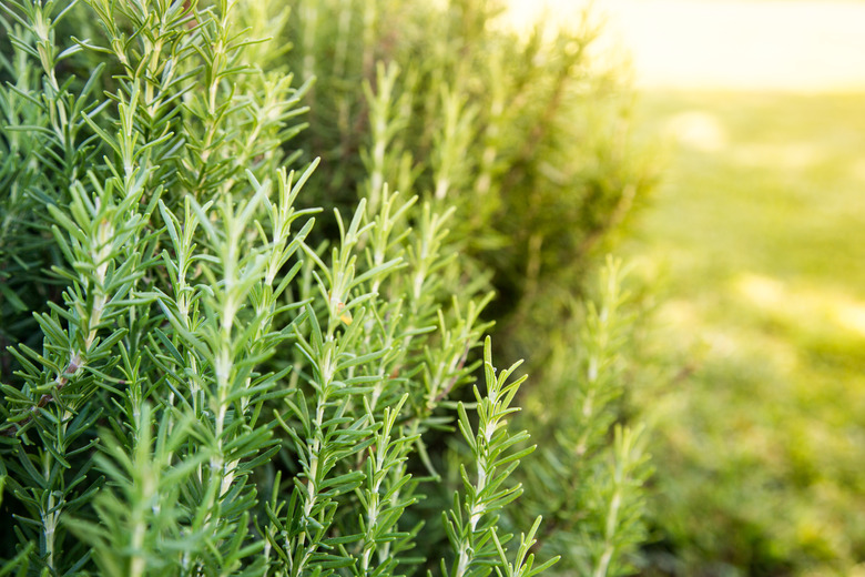 Fresh Rosemary Herb grow outdoor. Rosemary herb garden