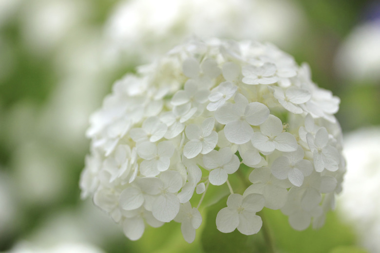 A close-up of some lovely white hydrangea panicles.