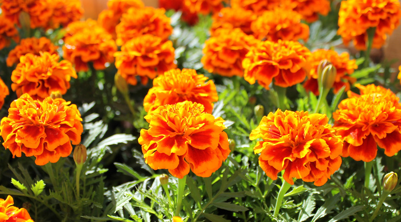 Orange and red marigold flowers in pots.