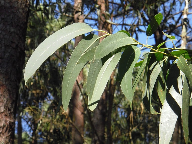 A close-up of eucalyptus leaves on a tree.