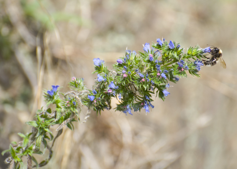 Ajuga With Bee