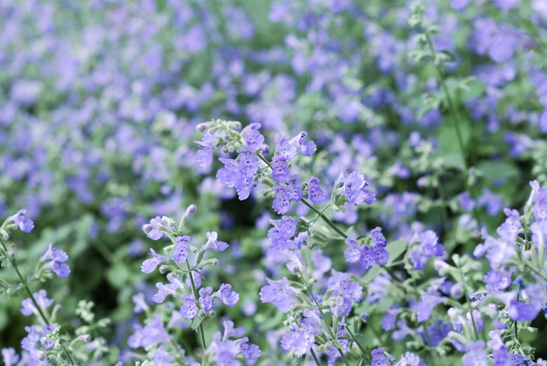 Catmint garden