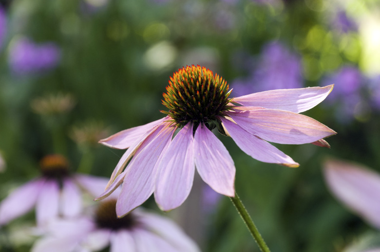 Sonnenhut (Echinacea)