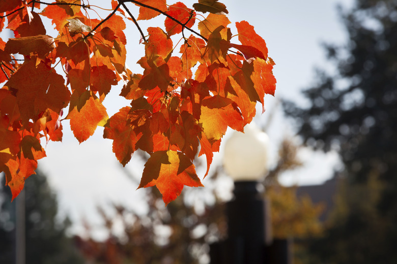 Autumn Colors