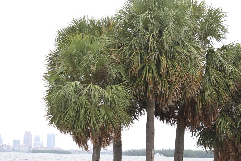 Sabal Palms in Miami