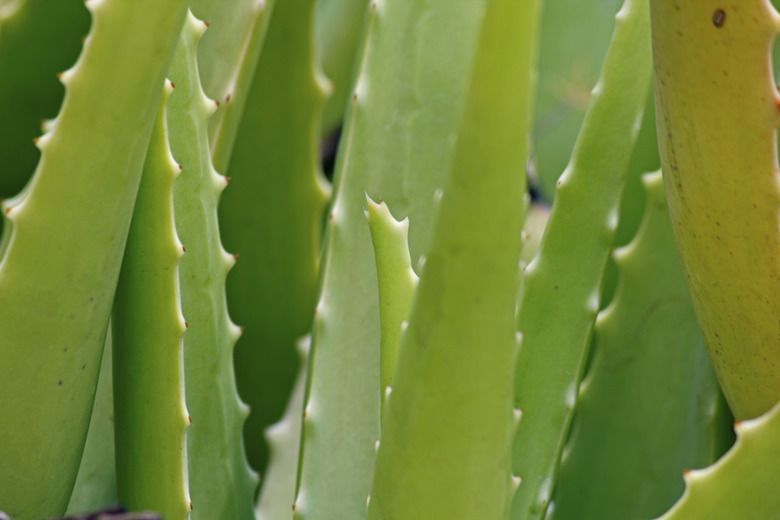 Aloevera, Aloe Vera