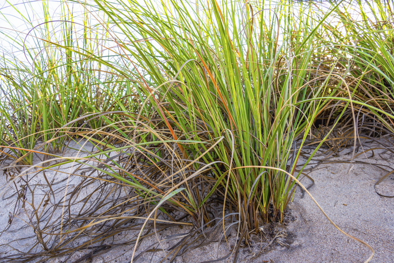 Beach Dune Grass (sea oats)