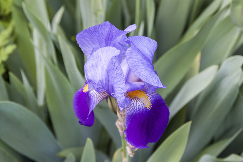 Iris germanica