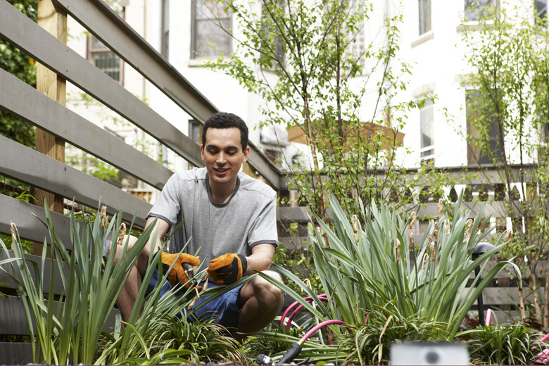 Gardening in urban backyard