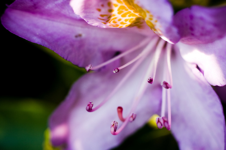 Coastal azalea Rhododendron atlanticum